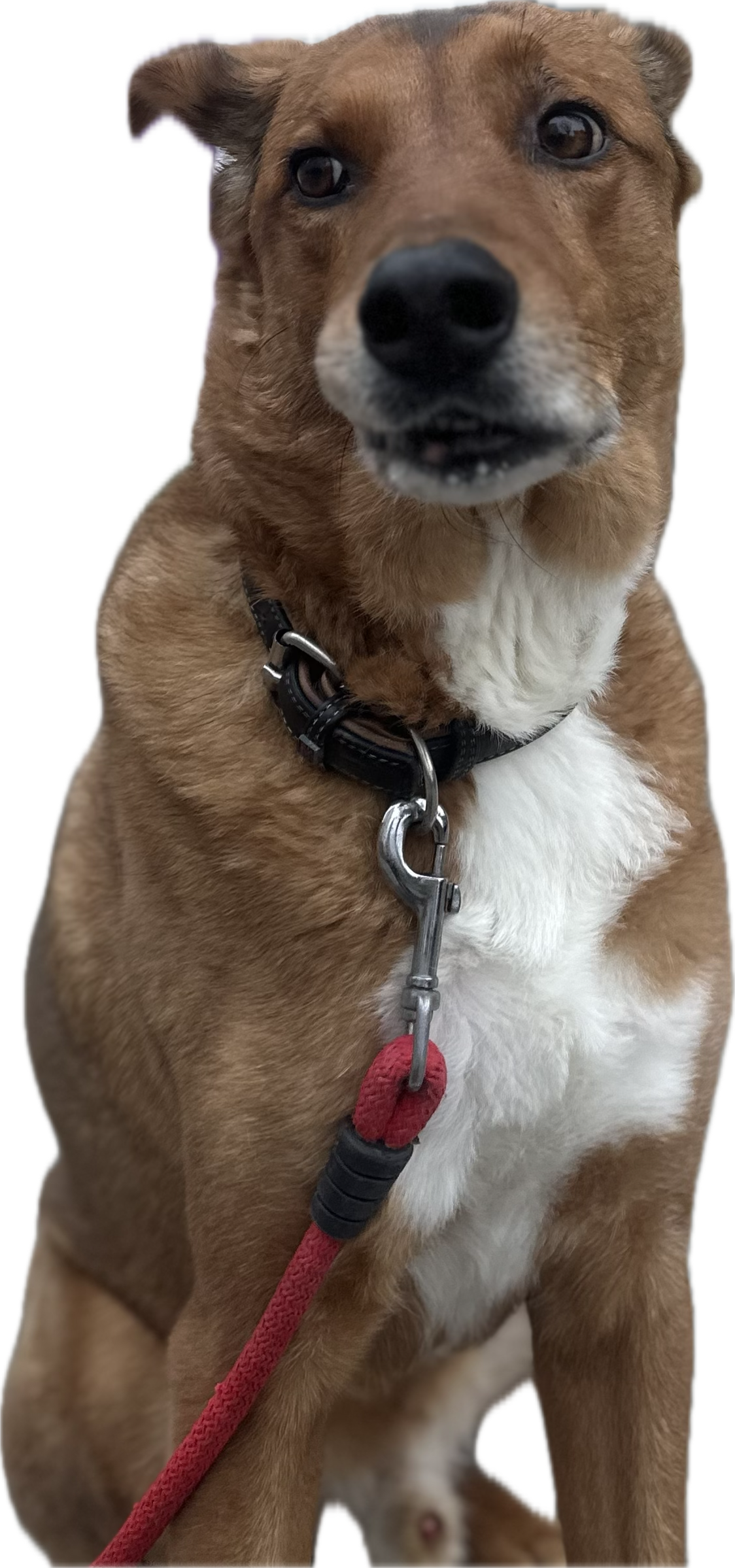 Professor Madrid — the learning dog